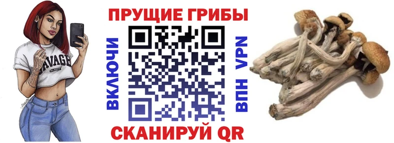 Галлюциногенные грибы Cubensis  Сыктывкар 