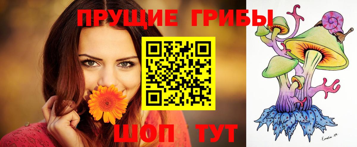 Псилоцибиновые грибы Psilocybe Сыктывкар